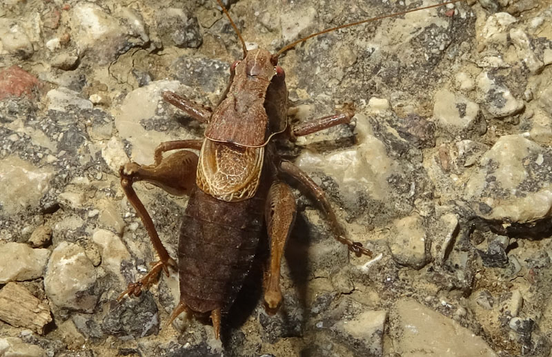 Pholidoptera griseoaptera - Tettigoniidae